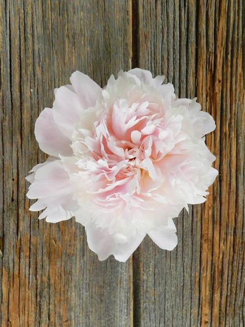 PECHER  LIGHT PINK PEONIES